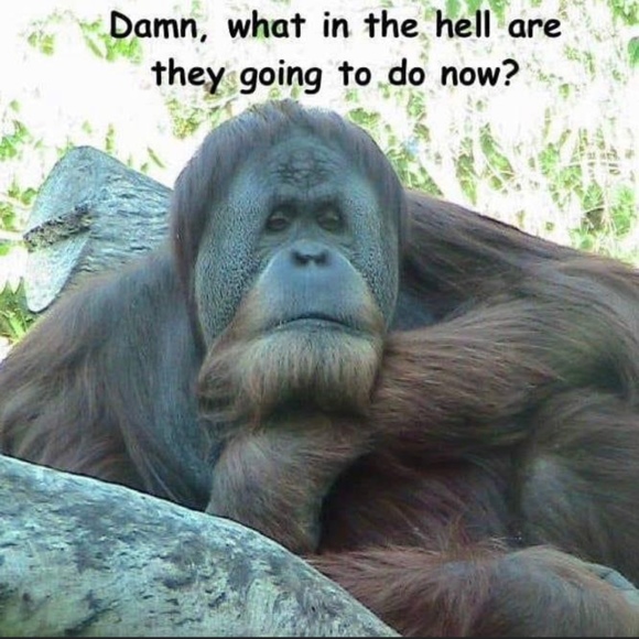 Meet your Posher, Ruby - Picture 1 of 1